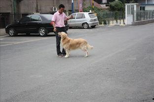 和宠物的生活照,记录与爱宠的美好时光